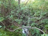Freshwater Wetland