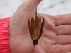 Seed of the Tupilo Poplar