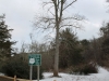 Large Tupilo Poplar