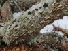 Interesting mushrooms