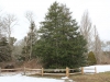 Large American Holly 