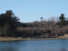 Pulling up the nest pole from Town Cove