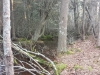 Hosea's Swamp