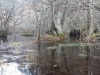 Hosea's Swamp
