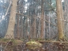 Hosea's Swamp