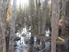 Hosea's Swamp