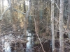 Hosea's Swamp