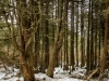 Interior of Hosea\'s swamp