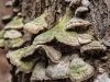 Mushrooms