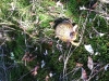 eastern-box-turtle-found-on-site