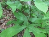 10Yound-Ash-Tree