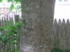 12Ash-Tree-Bark