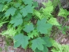 13Ferns-and-Maple-Leaves