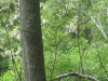 15Locust-Trees-Blooming