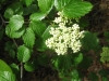 16Arrowwood-Blossom