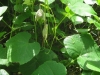 19Wild-Grape-Leaves