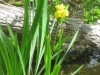 21Invasive-Yellow-Flags-at-Ice-House
