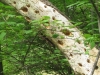 22Popular-Pine