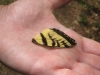 23Tiger-Swallowtail