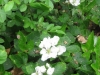 3Blackberry-Blossoms