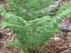 7Fern-Fronds