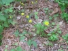 8Maybe-Wild-Lettuce