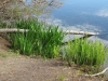 Ice House Ponds invasive yellow iris