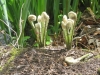 Fern fronds unfurling and Ice House Pond