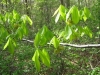 Mockernut Hickory