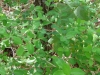 Invasive Shrub (morrows) Honeysuckle