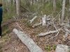 Downed trees from this past winter