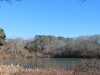 meadow-bog-pond-3