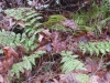 wetland-ferns