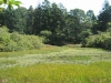 duck-pond