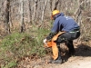 Cutting invasive shrubs