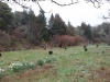 Laying out native shrubs to be planted at Ted Mauch Gift