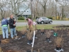 Starting to plant native shrubs at middle school