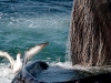 Laughing Gulls snatching up sand eels slipping from the Humpback Whales mouth