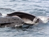 Humpback Whale feeding on Krill 