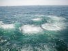 Humpback Whales blowing bubbles to force sand eels in a particular direction