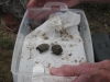 Finding hatchlings