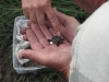 Hatchlings