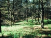 open-meadow