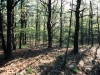 pine-oak-woodland