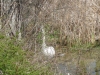 11Swan-hiding