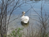 12Swan-Swimming