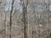 13More-Woodpecker-Work