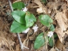 14Mayflowers