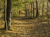 twinings-trail