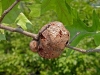 Bark damage from Gall Wasp